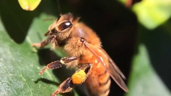 Fournisseur de produits apicoles Beehall Nop EOS Certificates Vente en gros de pollen d'abeille